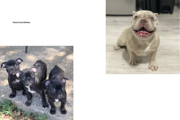 Rescue French Bulldog Adoption Guide for Finding Loving Forever Homes