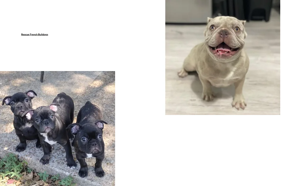 Rescue French Bulldog Adoption Guide for Finding Loving Forever Homes