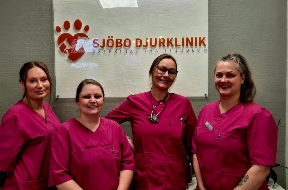 Professionell hund tandvård i Skurup för friskare tänder och bättre hälsa