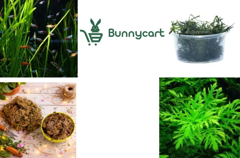 Buy Premium Semi Aquatic Plants for Sale – Vibrant and Healthy Options Available