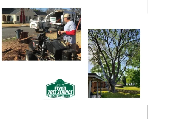 Effective Tree Cabling and Bracing Solutions for Stronger, Safer Trees