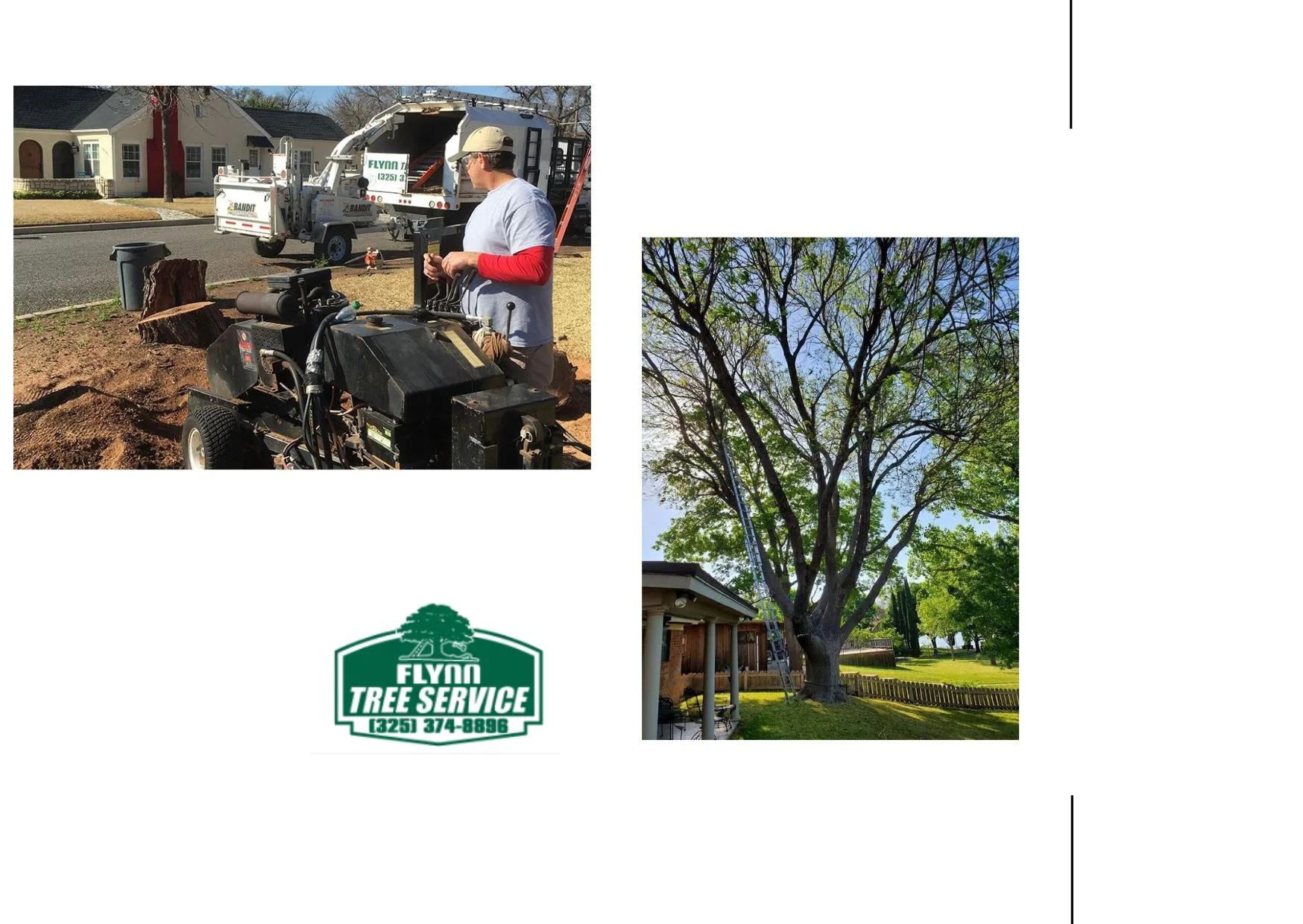 Effective Tree Cabling and Bracing Solutions for Stronger, Safer Trees
