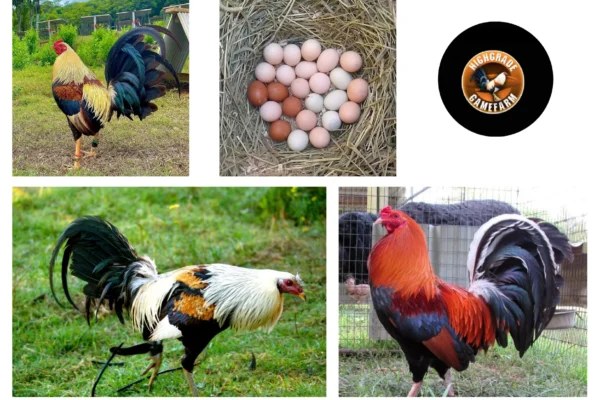 Premium Gamefowl Supplies for Serious Breeders and Enthusiasts