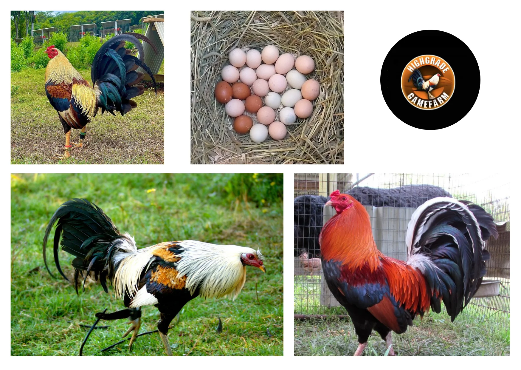 Premium Gamefowl Supplies for Serious Breeders and Enthusiasts