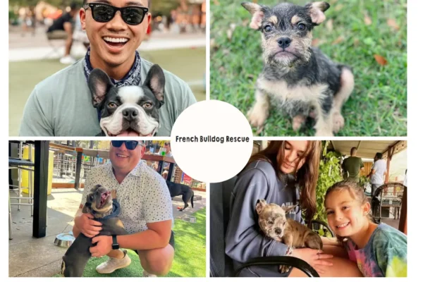 How to Rescue French Bulldog and Provide a Loving Forever Home