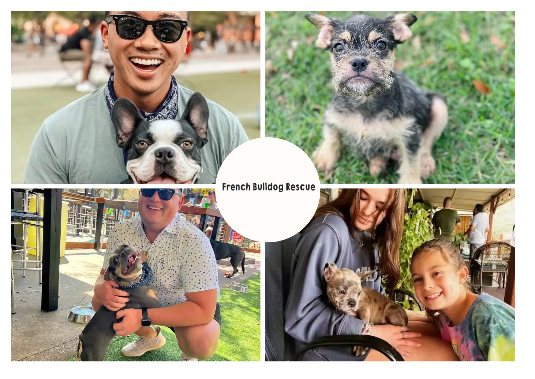 How to Rescue French Bulldog and Provide a Loving Forever Home