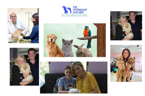 Trusted Doha Vets Qatar for Expert Pet Care and Wellness Services