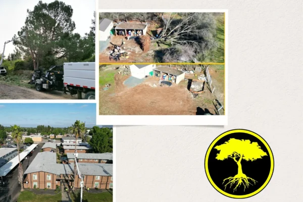 Expert Professional Tree Service for Healthy and Beautiful Trees