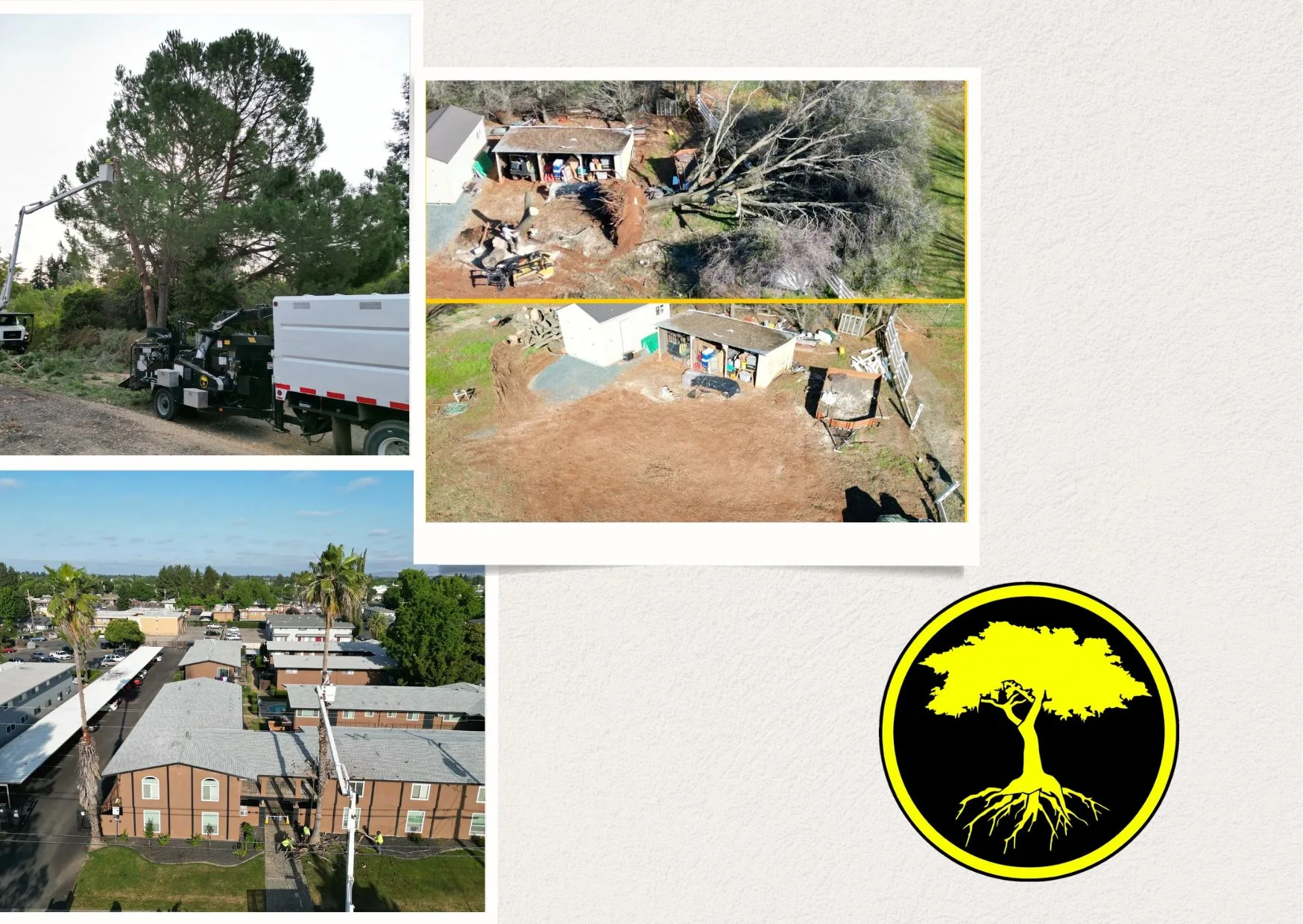 Expert Professional Tree Service for Healthy and Beautiful Trees