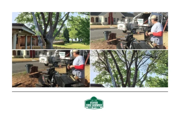 Expert Tree Trimming Services for Healthier, Safer, and Beautiful Trees
