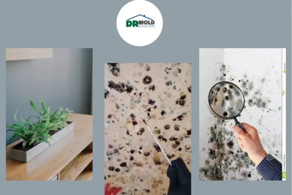 Reliable Mold Inspection Clearwater FL Services for Homes and Businesses