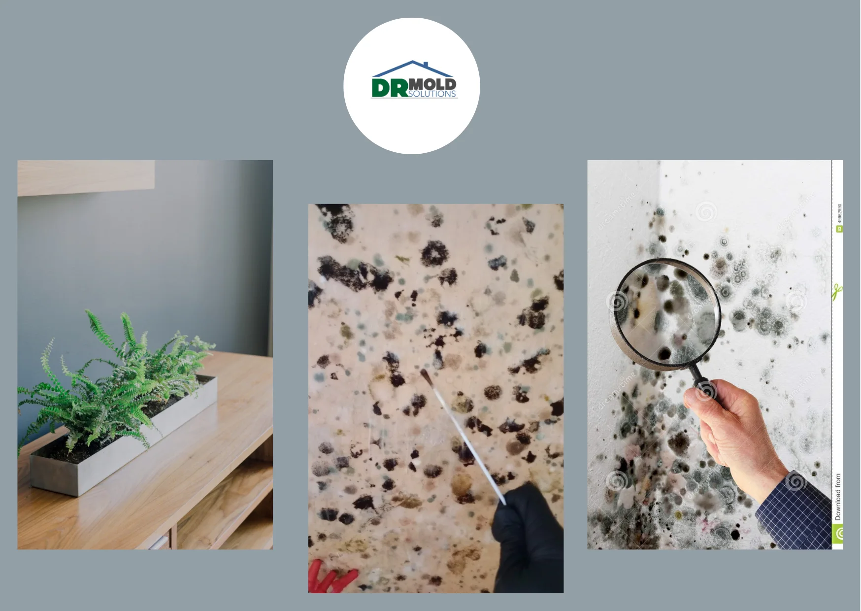 Reliable Mold Inspection Clearwater FL Services for Homes and Businesses