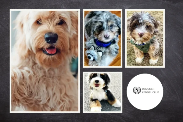 How to Get Papers for Your Puppy Fast and Easy Registration Guide