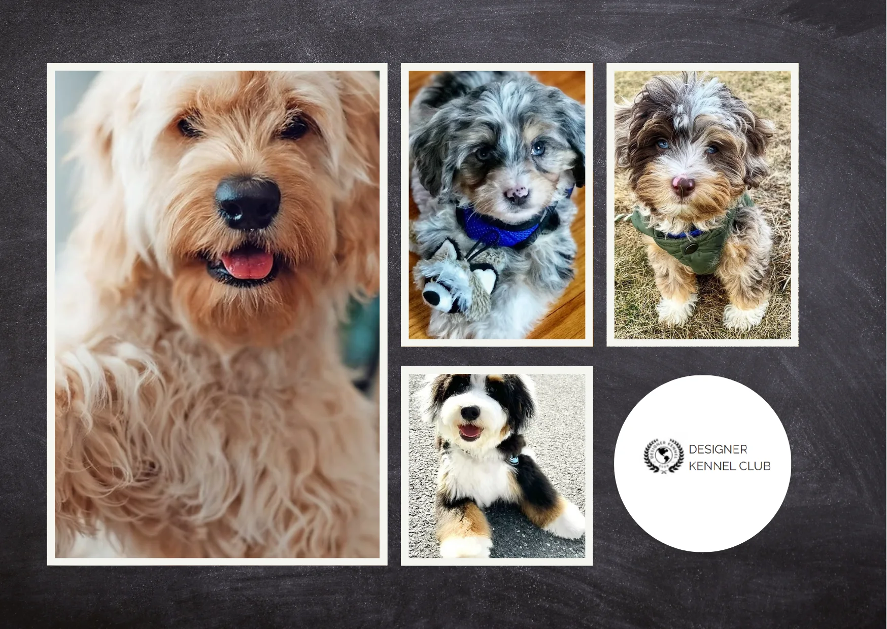 How to Get Papers for Your Puppy Fast and Easy Registration Guide