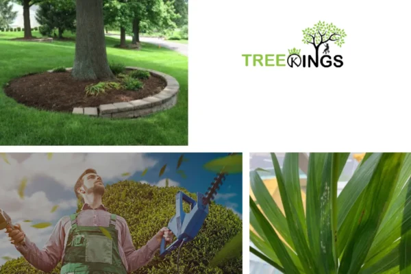 Expert Stump Removal Roxbough Park Services for Safe and Affordable Tree Care