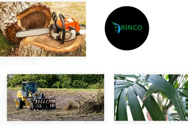 Professional Tree Removal Caroline Springs Services for Safe and Affordable Solutions
