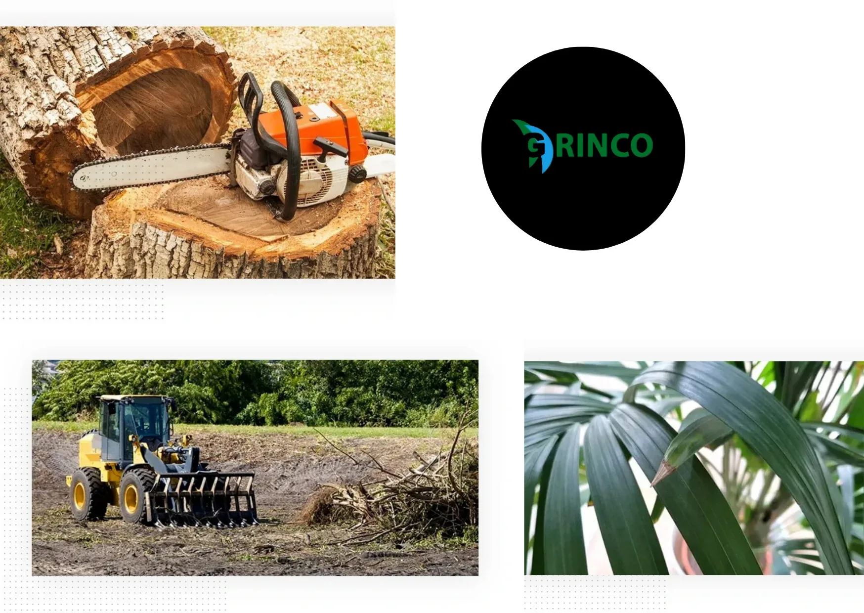 Professional Tree Removal Caroline Springs Services for Safe and Affordable Solutions