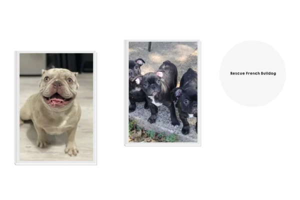 Rescue French Bulldog Adoption Guide for Finding Loving Forever Homes