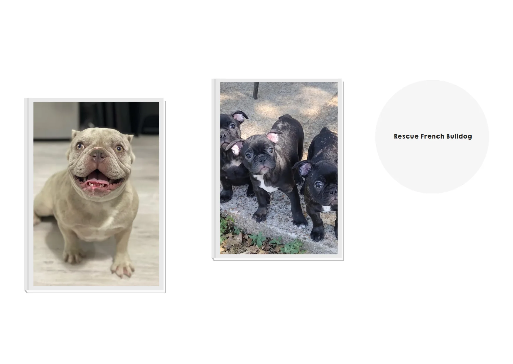 Rescue French Bulldog Adoption Guide for Finding Loving Forever Homes