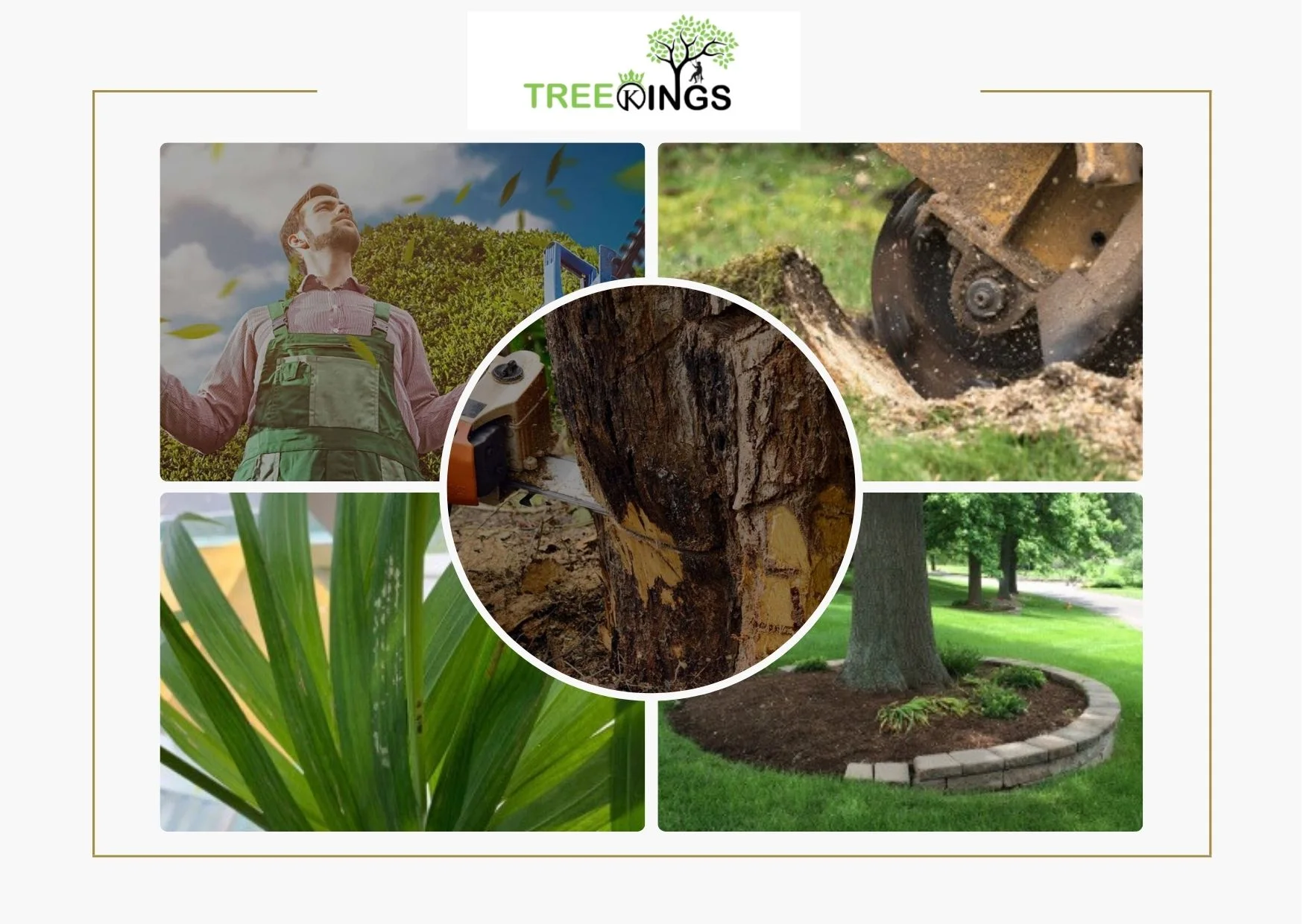 Professional Tree Removal Roxburgh Park Services for Safe and Efficient Outdoor Care
