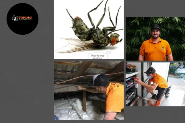 Effective Gold Coast Termite Barrier Solutions to Protect Your Property from Infestations