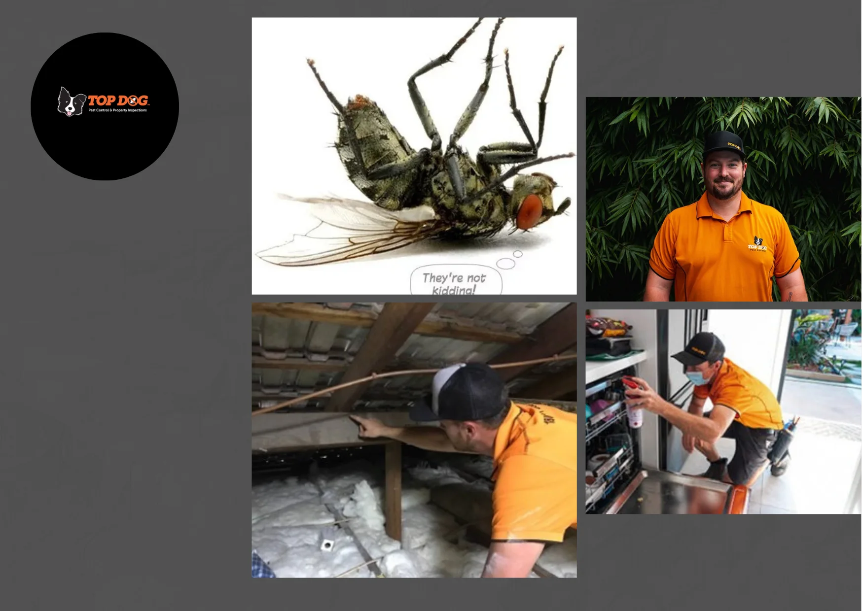 Effective Gold Coast Termite Barrier Solutions to Protect Your Property from Infestations