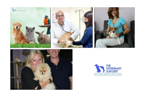 Best Vet in Qatar for Expert and Compassionate Pet Care Services