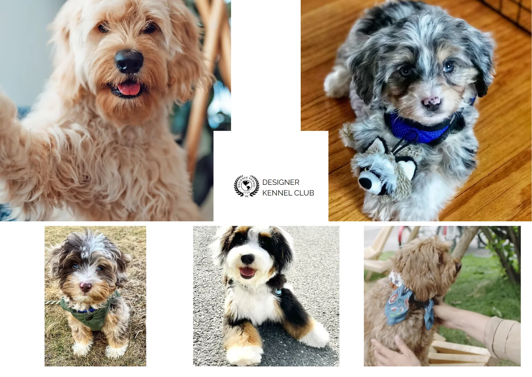 How to Get Papers for a Dog Without Papers: A Complete Guide to Dog Registration and Certification