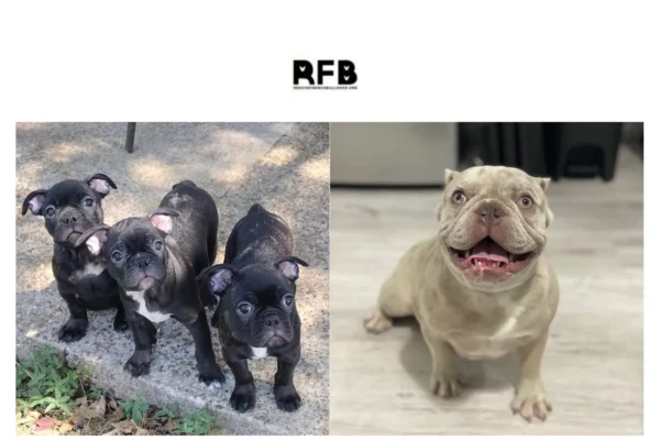 French Bulldog Rescue: Find Loving Homes and Support Adoption Efforts