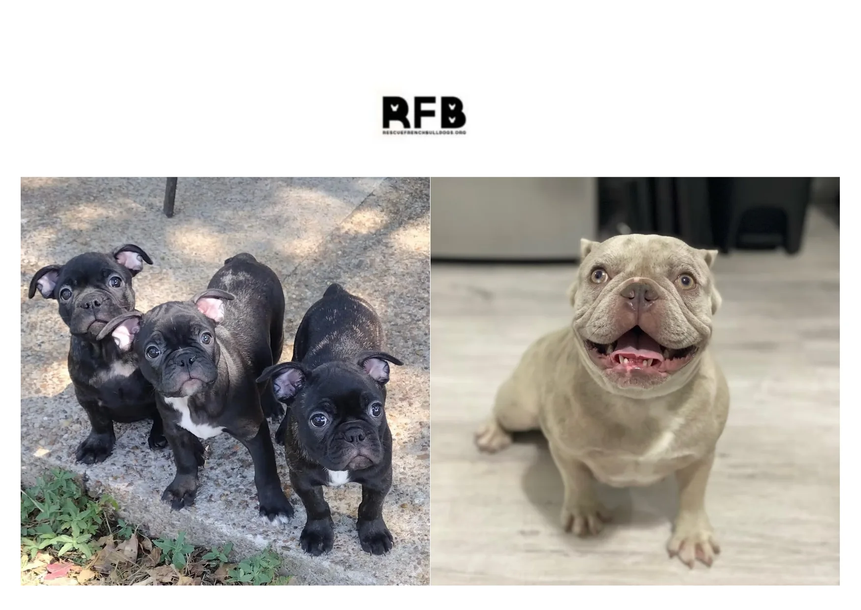 French Bulldog Rescue: Find Loving Homes and Support Adoption Efforts