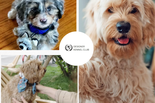 How to Register Designer Breeds Without AKC Hassles